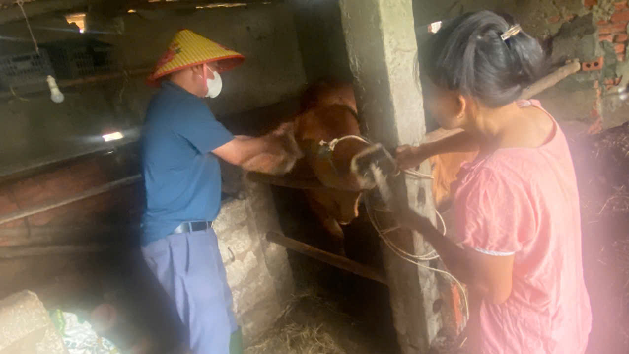XÃ TIÊN ĐIỀN TRIỂN KHAI TIÊM PHÒNG CHO ĐÀN GIA SÚC NĂM 2025