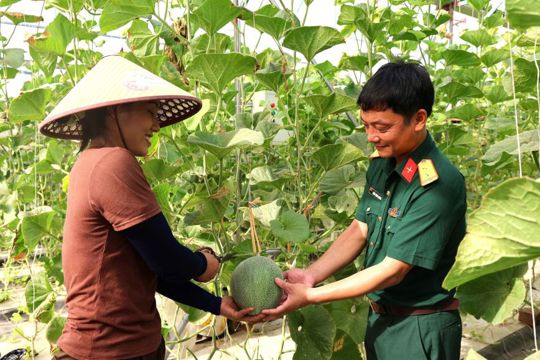Vườn dưa trĩu quả của nữ phó bí thư Chi bộ thôn Hồng Mỹ
