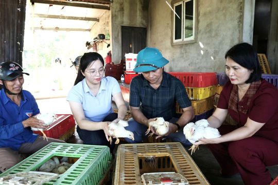 Tiên Điền bàn giao gần 800 con gà giống hỗ trợ 23 hộ gia đình khó khăn 
