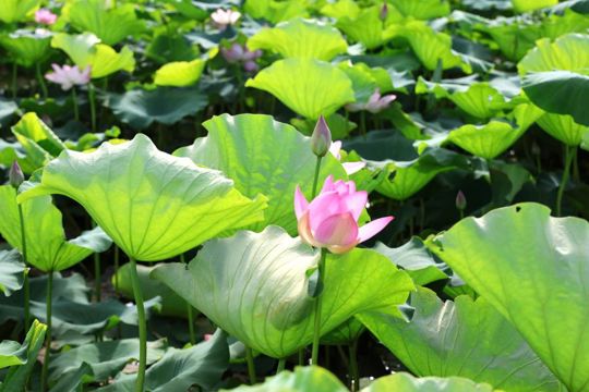 Tiên Điền - Đồng Múc vào mùa sen đẹp nhất năm 