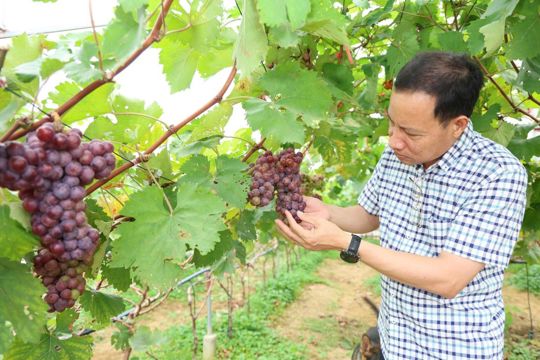 Lãnh đạo xã Tiên Điền thăm, kiểm tra các mô hình sản xuất, kinh doanh tiêu biểu trên địa bàn 