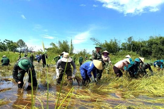 Hơn 200 cán bộ, chiến sĩ, đoàn viên, hội viên tích cực, khẩn trương giúp dân thu hoạch lúa bị ngập úng