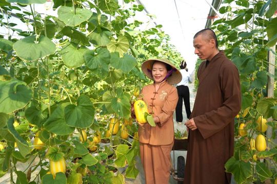 Lan tỏa hương vị dưa vàng Tiên Điền giữa mùa Phật Đản