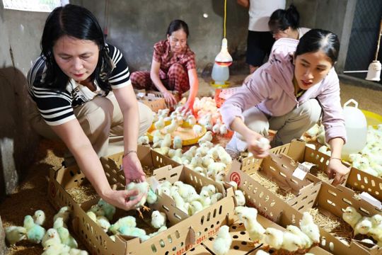 Tiếp nhận 1500 con gà giống do Tiến sỹ Phan Xuân Thanh, Phó chủ tịch hội đồng hương tĩnh Hà Tĩnh tại thành phố HCM trao tặng.